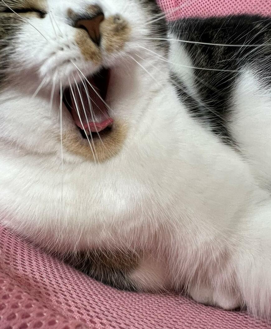 出所：@torotolo106106