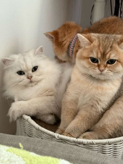 出所：@momosuikitty