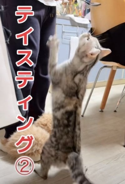 出所：＠nikoandkotatorowasabi