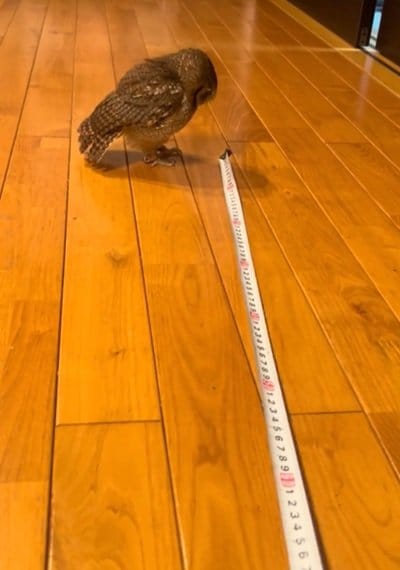 【メジャーが気になるフクロウ】捕まえたいけれど？→怪訝そうな表情が可愛すぎる