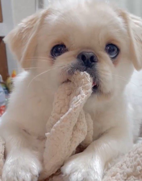 出所：@The_Mucho_World