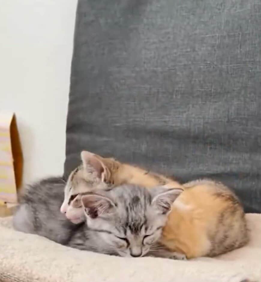 出所：@totomaru_hanmi