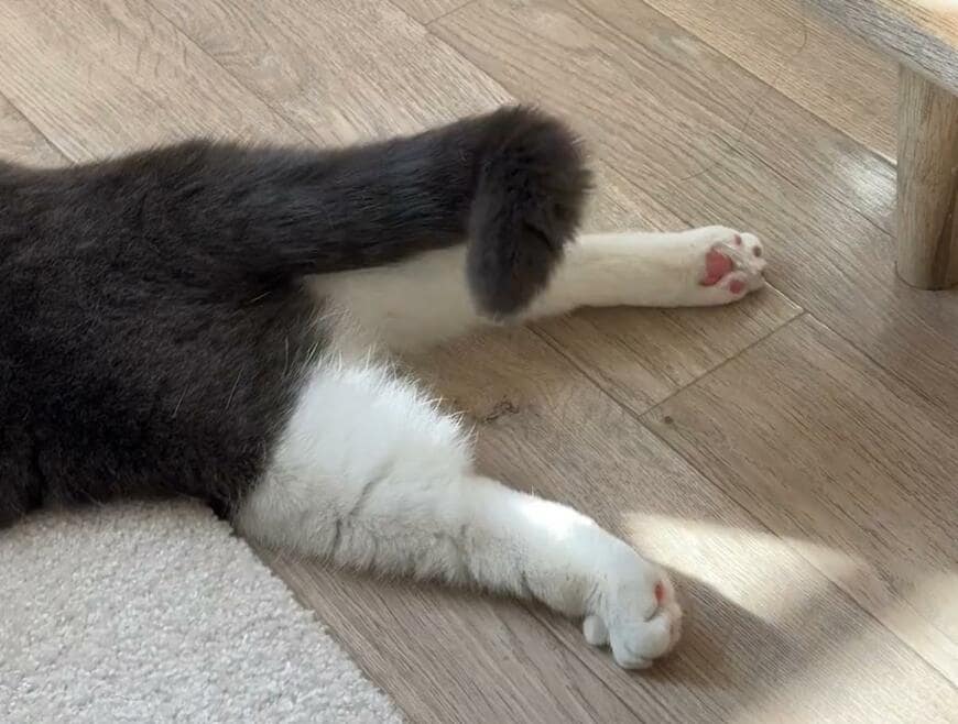 出所：@omochiomoching