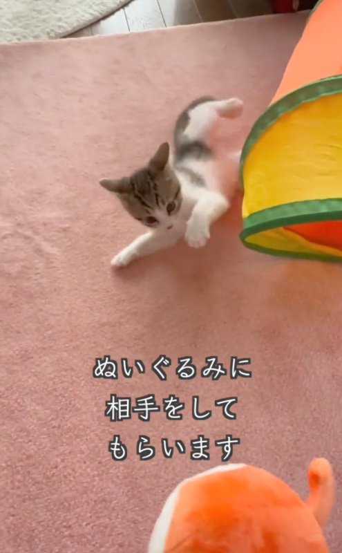 出所：＠lumi.towncat