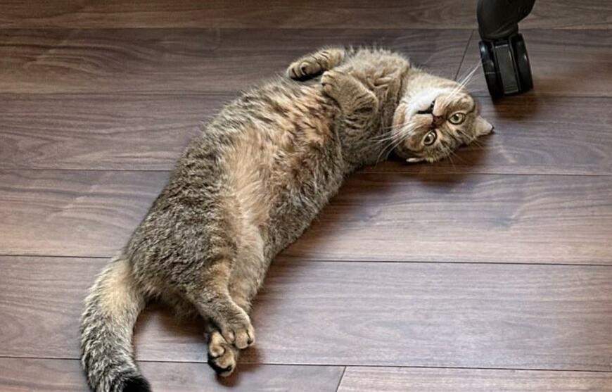 出所：@ponpokopontanu