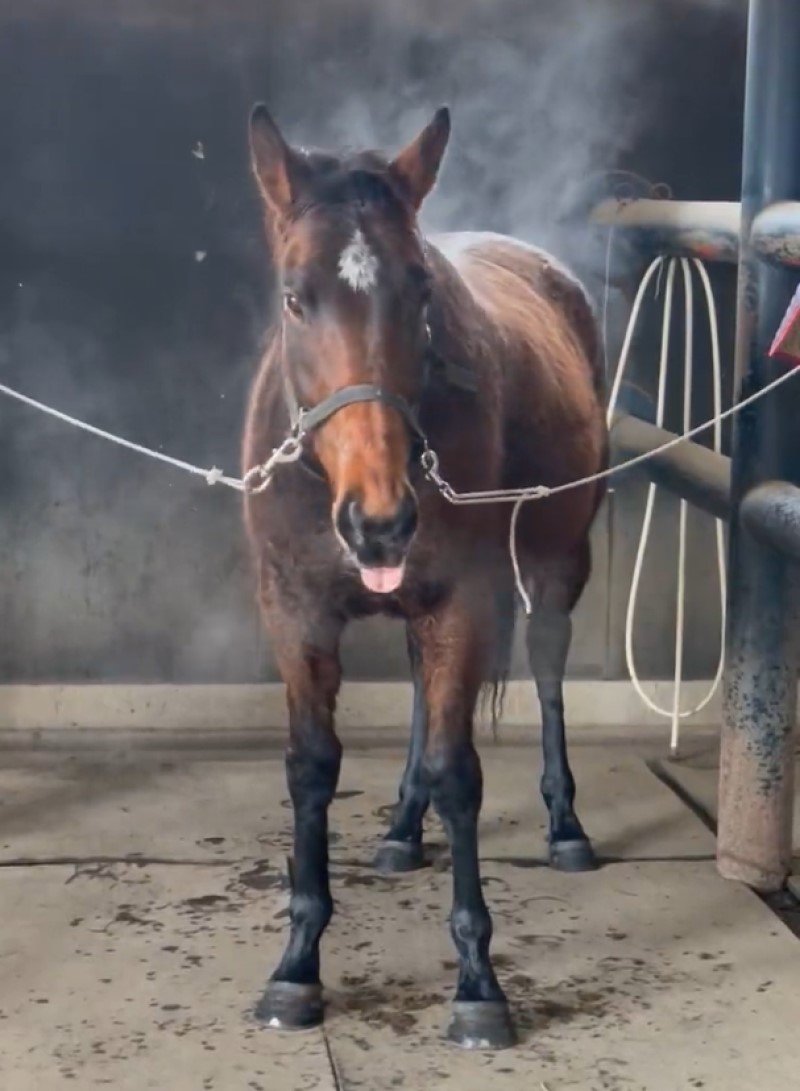 出所：うらかわ優駿ビレッジAERU