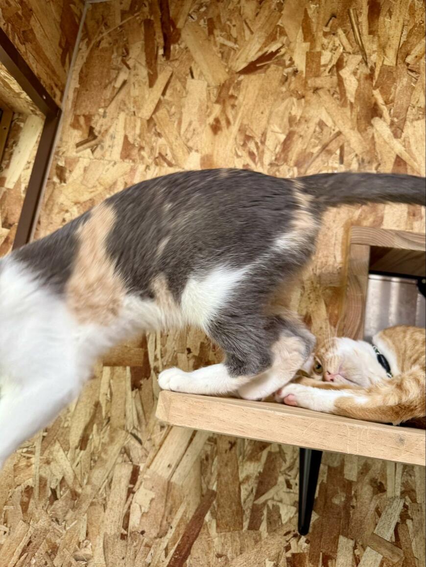 出所:@omochi_nam01