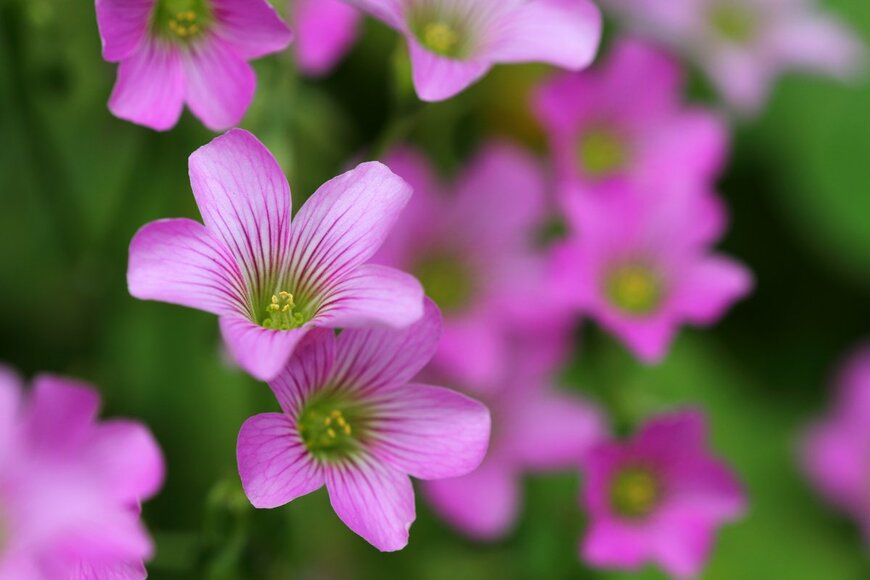 topimages/shutterstock.com