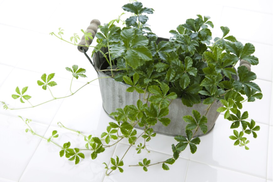 KPG-Payless/shutterstock.com