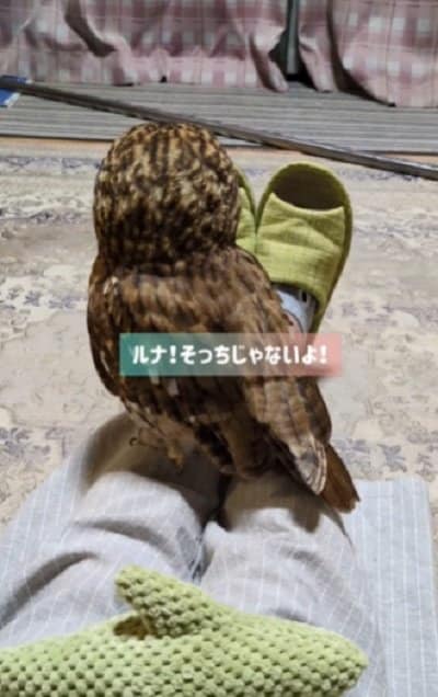 出所:@mori_luna_tawny_owl