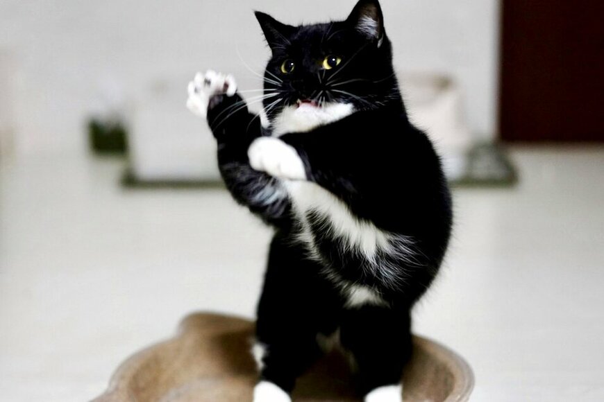 出所：@unicouniuni3