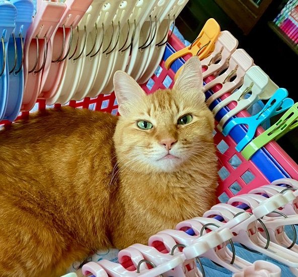 出所：@Adonis_Beginner