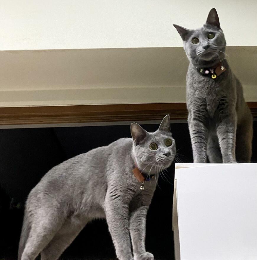 出所：@luna7taka9