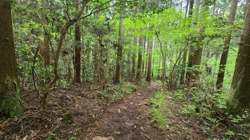 大阪府の林道で感じた「視線の正体」はこちらを見ていた「猫」　山のヌシのような姿にホッコリ