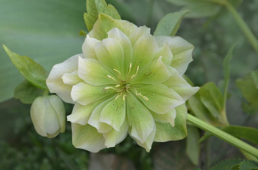 LesiChkalll27/shutterstock.com