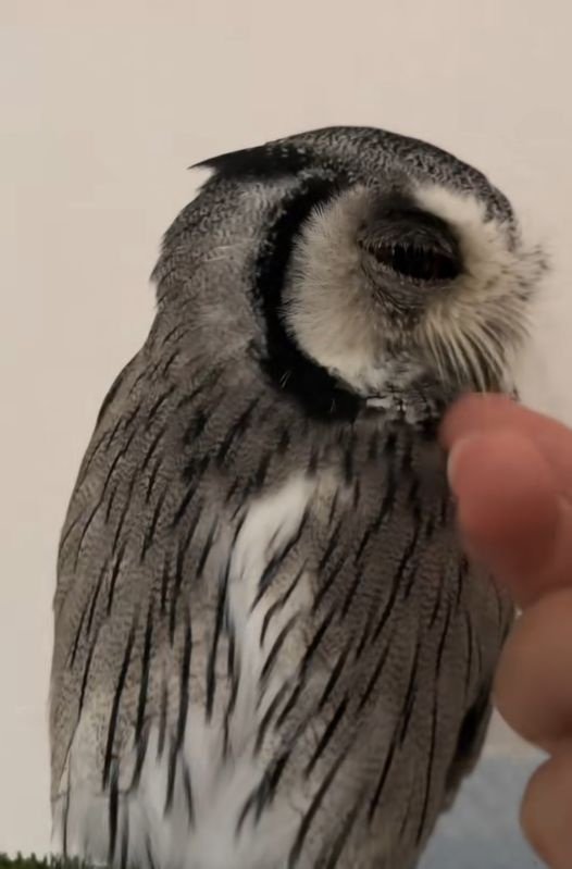 出所：@nononontan2929