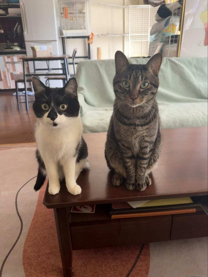 出所：@00shitemita