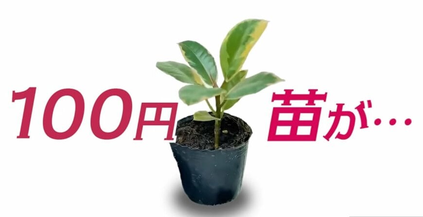 ダイソーの100円「フィカス」が3年で約10倍に！100均の苗でも大きく育てるポイントと剪定方法を紹介！