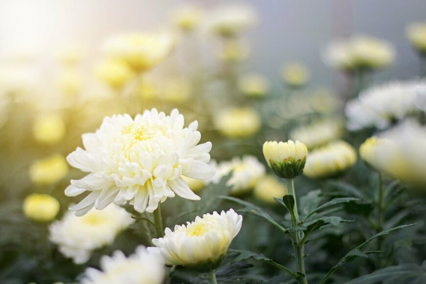 Lurtrat R/shutterstock.com