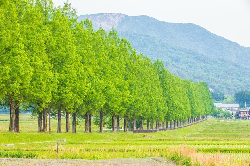 Spyan/shutterstock.com