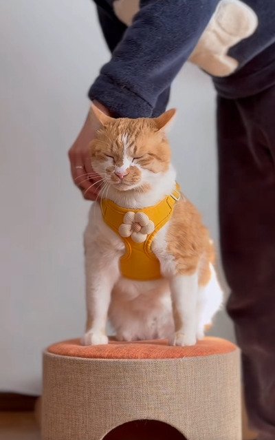 出所：＠monburan_sanpo