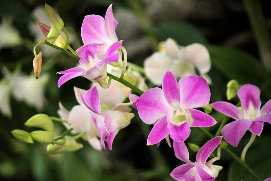 Mr.Samarn Plubkilang/Shutterstock.com