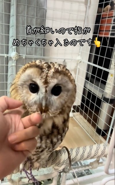 出所：@hitomimoko_reirukka