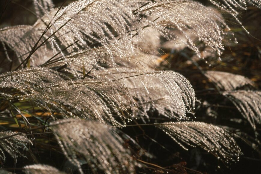 NaturePhotograph/shutterstock.com