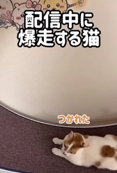 【爆走】「すごい荒ぶりっぷり！」猫ちゃんたちの姿にSNSユーザーたちが爆笑