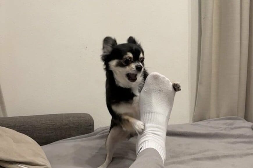 「異臭の原因はこれだった」飼い主の足を嗅ぐ犬　「正直すぎる顔？」に思わず笑ってしまう