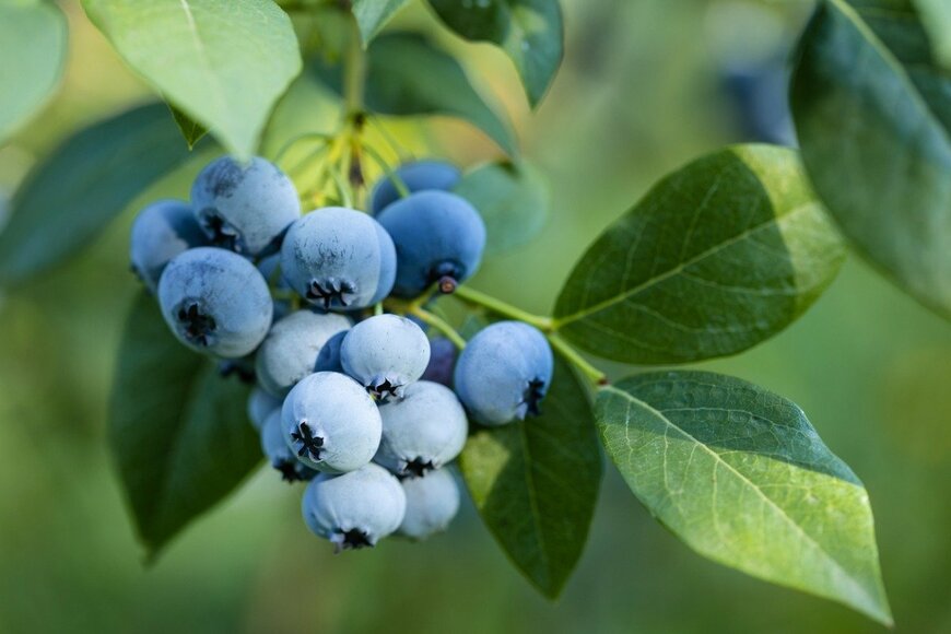 【ベランダガーデニング】鉢植えでブルーベリーを育てよう。コンパクトな手軽感が魅力＆キュートな小花も楽しんで！