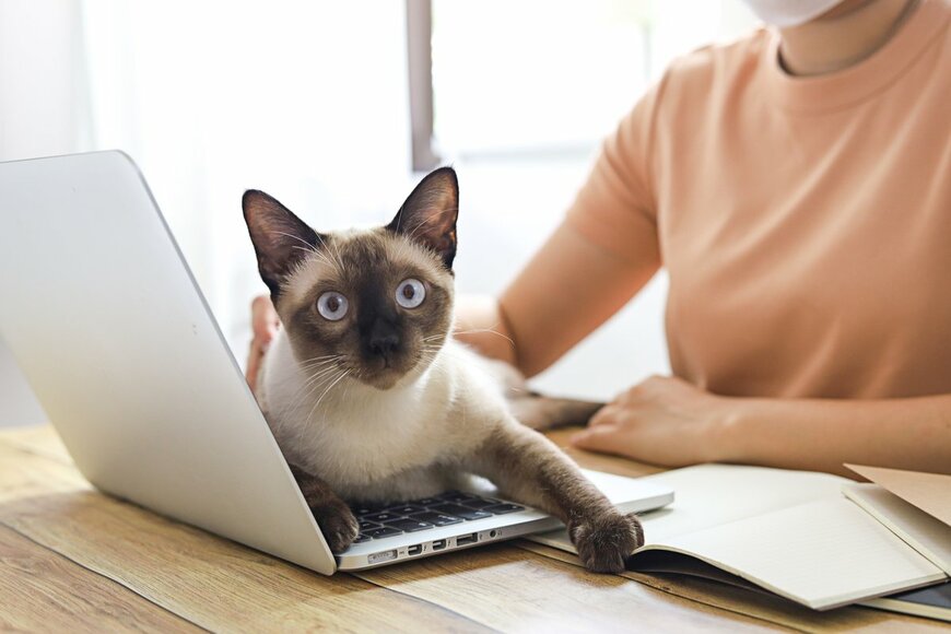 猫「仕事？させないニャ！」在宅勤務に試練を与える!? 愛らしい動物大集合