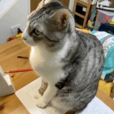 真っ直ぐ前を見る猫