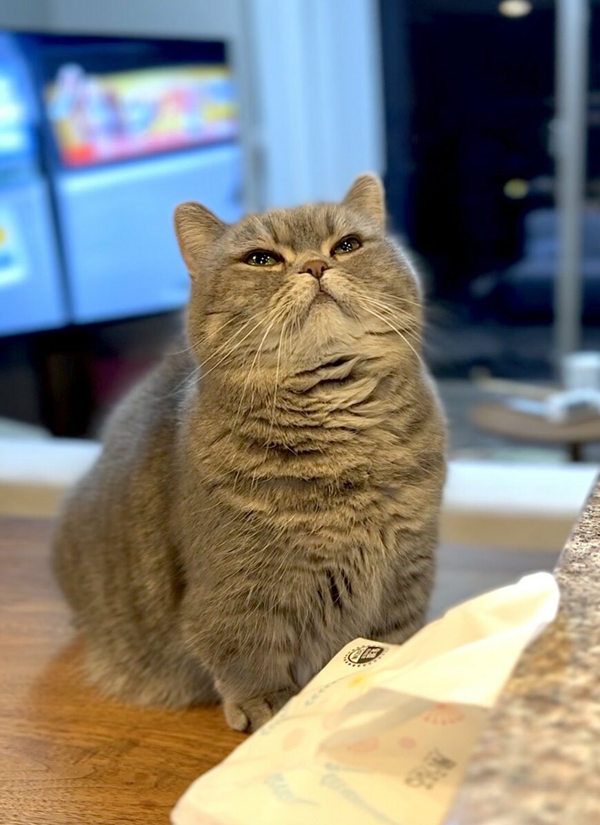 おねだりする猫