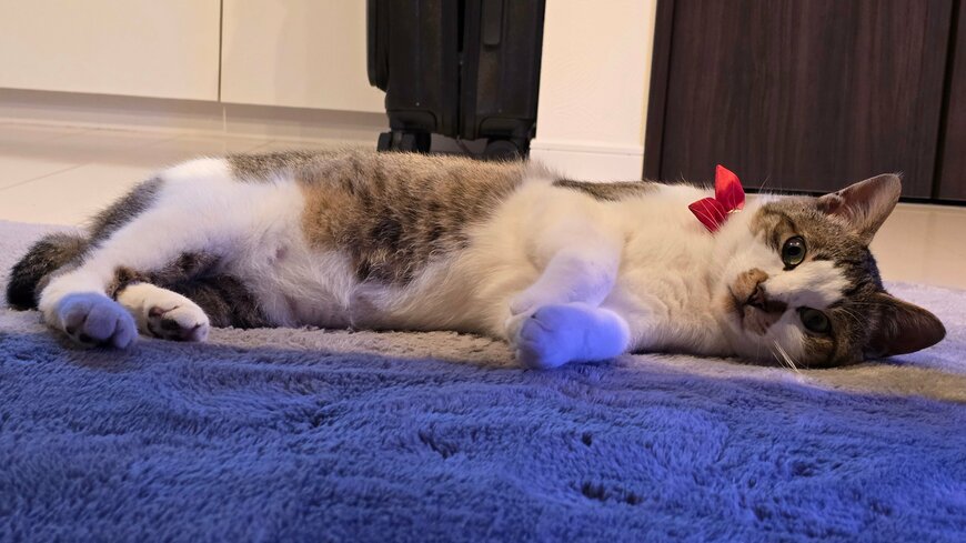 1歳のやんちゃ盛りの猫