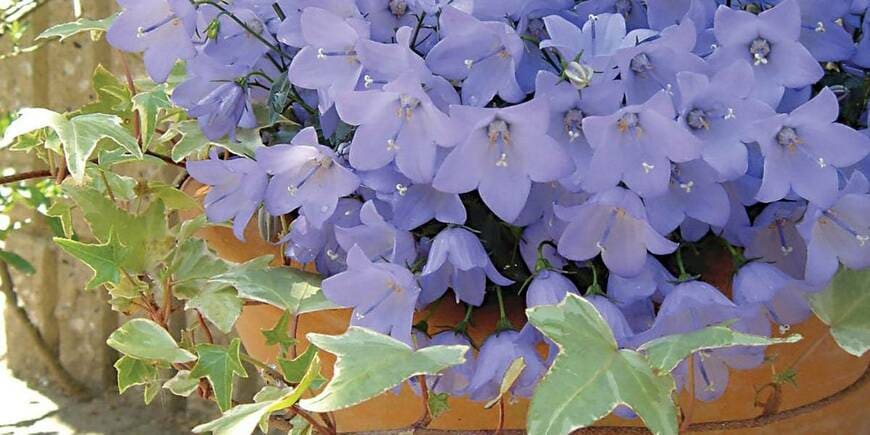 PROVEN WINNERS(プルーブンウィナーズ) カンパニュラ メリーベル