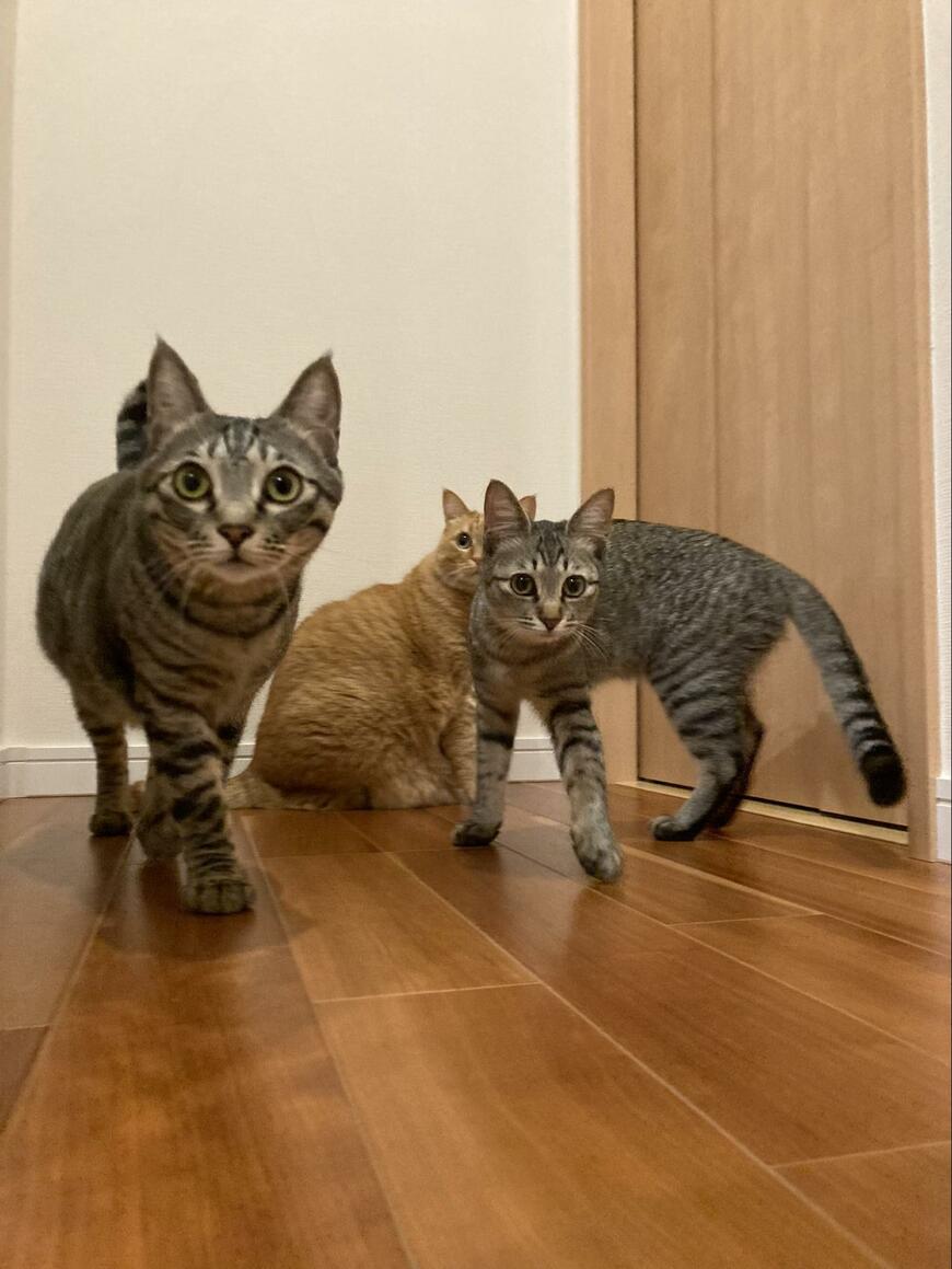 3匹の猫