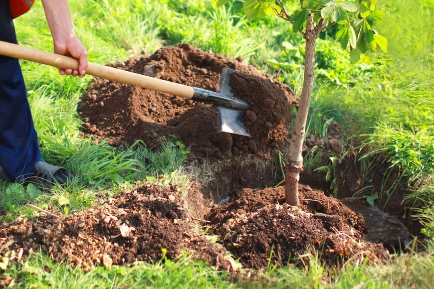 スコップを使って苗木を植えている人