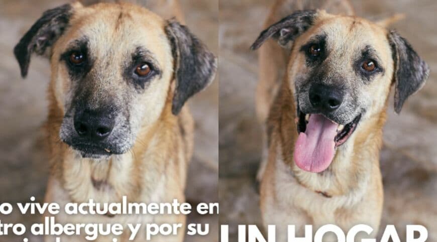 出所：<u><a href="https://www.instagram.com/p/DdDElhcDfCC/?img_index=1" target="_blank">@vozanimalperu</a></u>