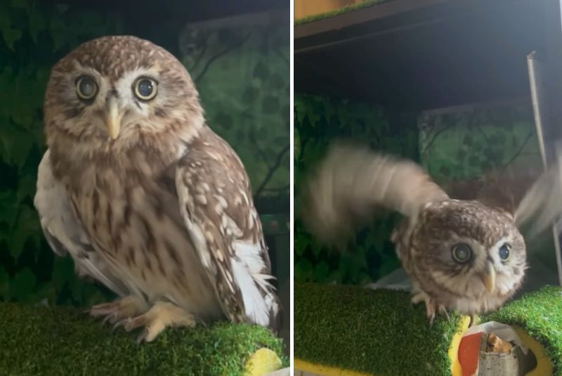 投稿動画のワンシーン