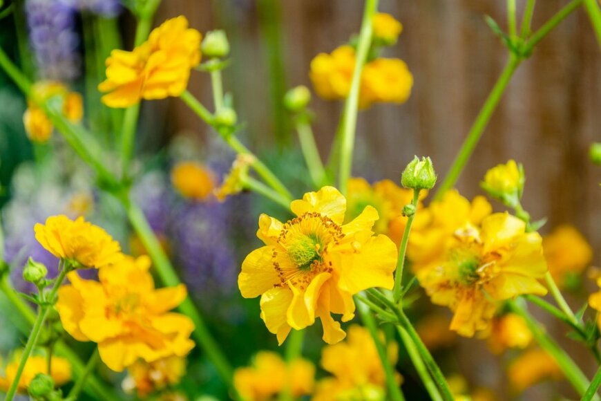 ゲウムの花が咲いている。色は黄色。