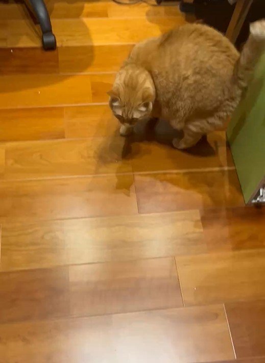 一緒に寝たい猫