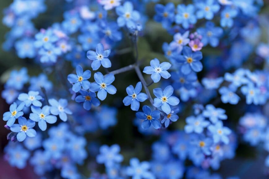 水色のワスレナグサの花々
