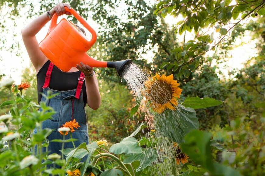 ヒマワリに赤いジョウロで水をやる人。