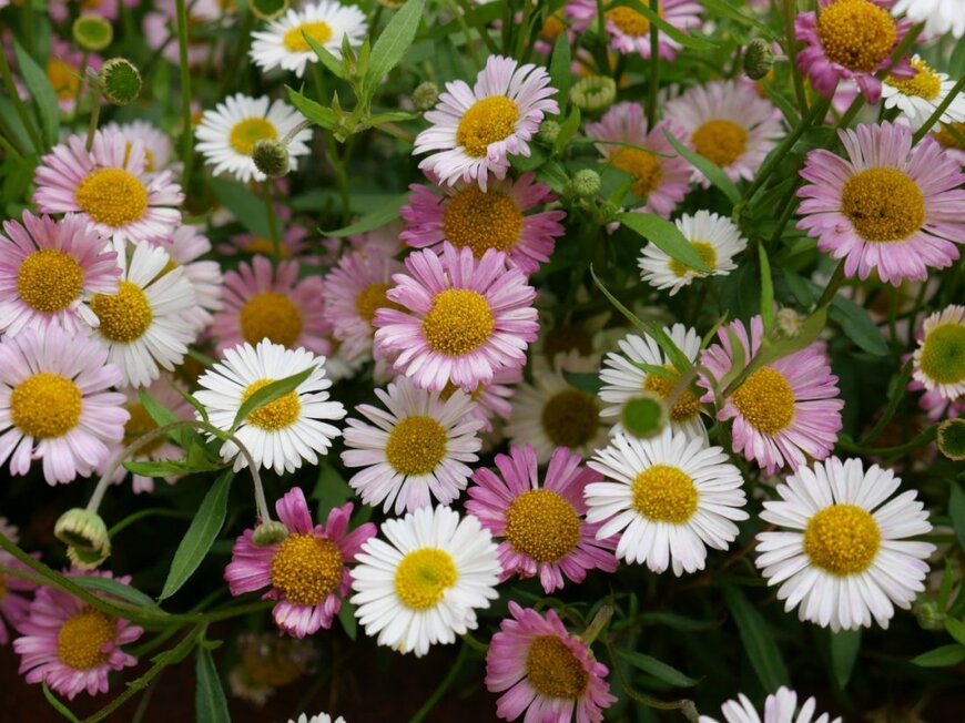 ピンクと白のエリゲロンの花が満開