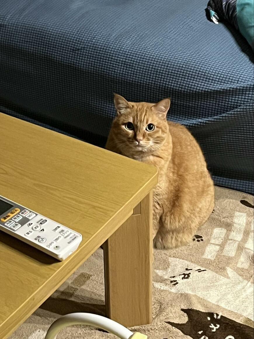 無言で怒る猫