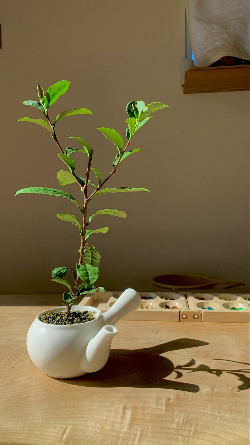 急須で育てているお茶