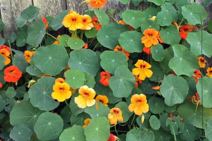 ナスタチウム(キンセンカ)の花。色は黄色とオレンジ。