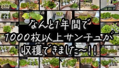 サンチュの水耕栽培、年間1000枚以上収穫
