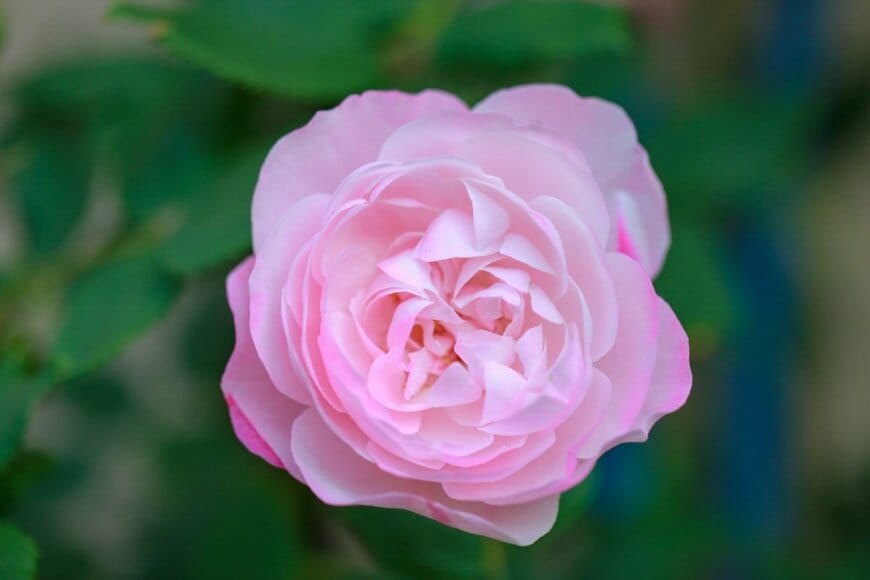 淡いピンクの花を咲かせているバラ、マダム・ピエール・オジェ